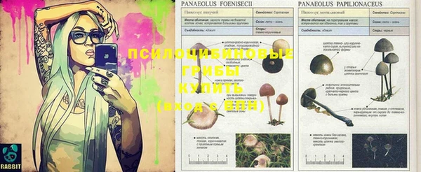 ГАЛЛЮЦИНОГЕННЫЕ ГРИБЫ Балахна